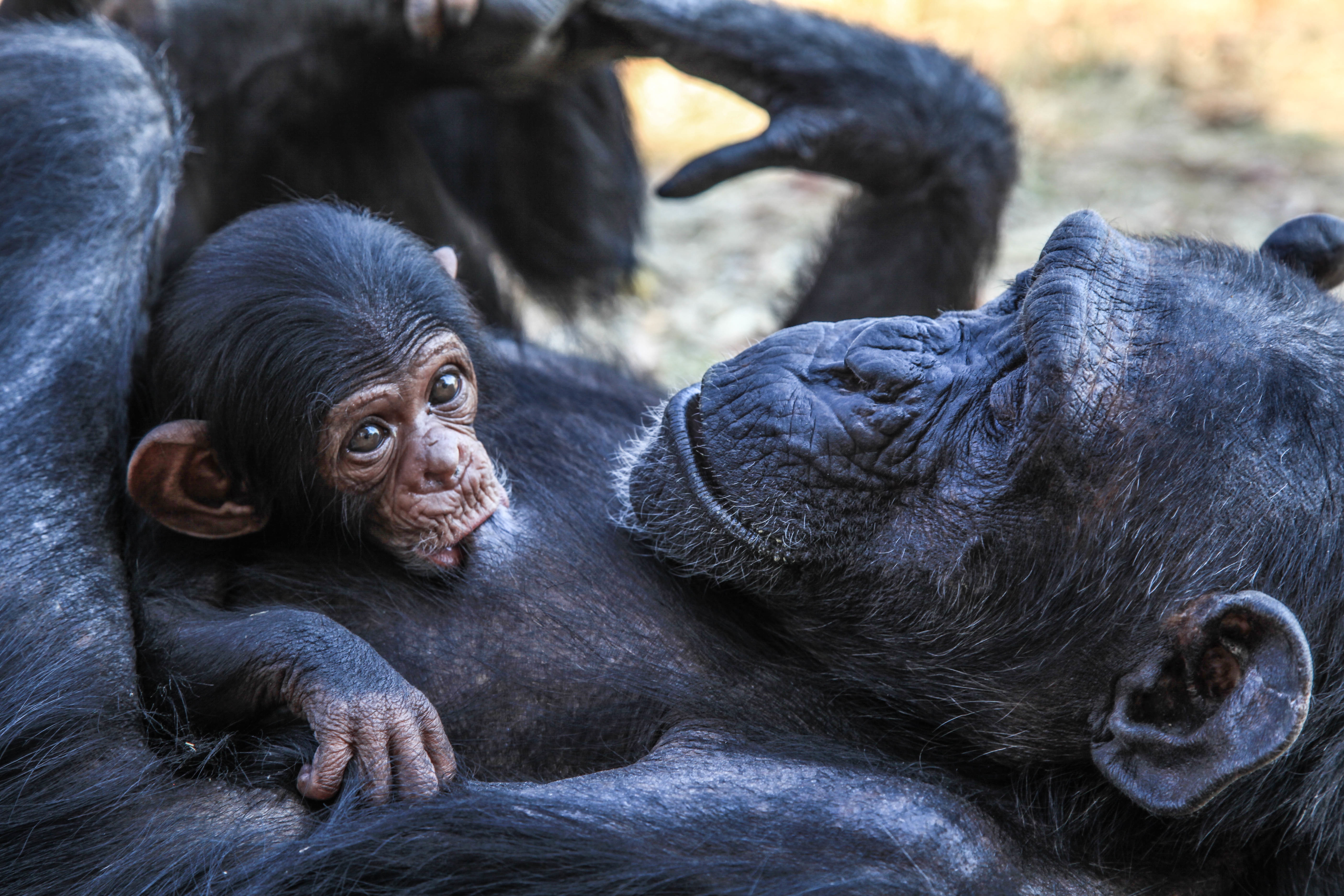 Примат это. Шимпанзе (Chimpanzee) {д/ф, great Ape Productions, 2012}. Черномордый шимпанзе. Человекообразные обезьяны. Смешные обезьяны.