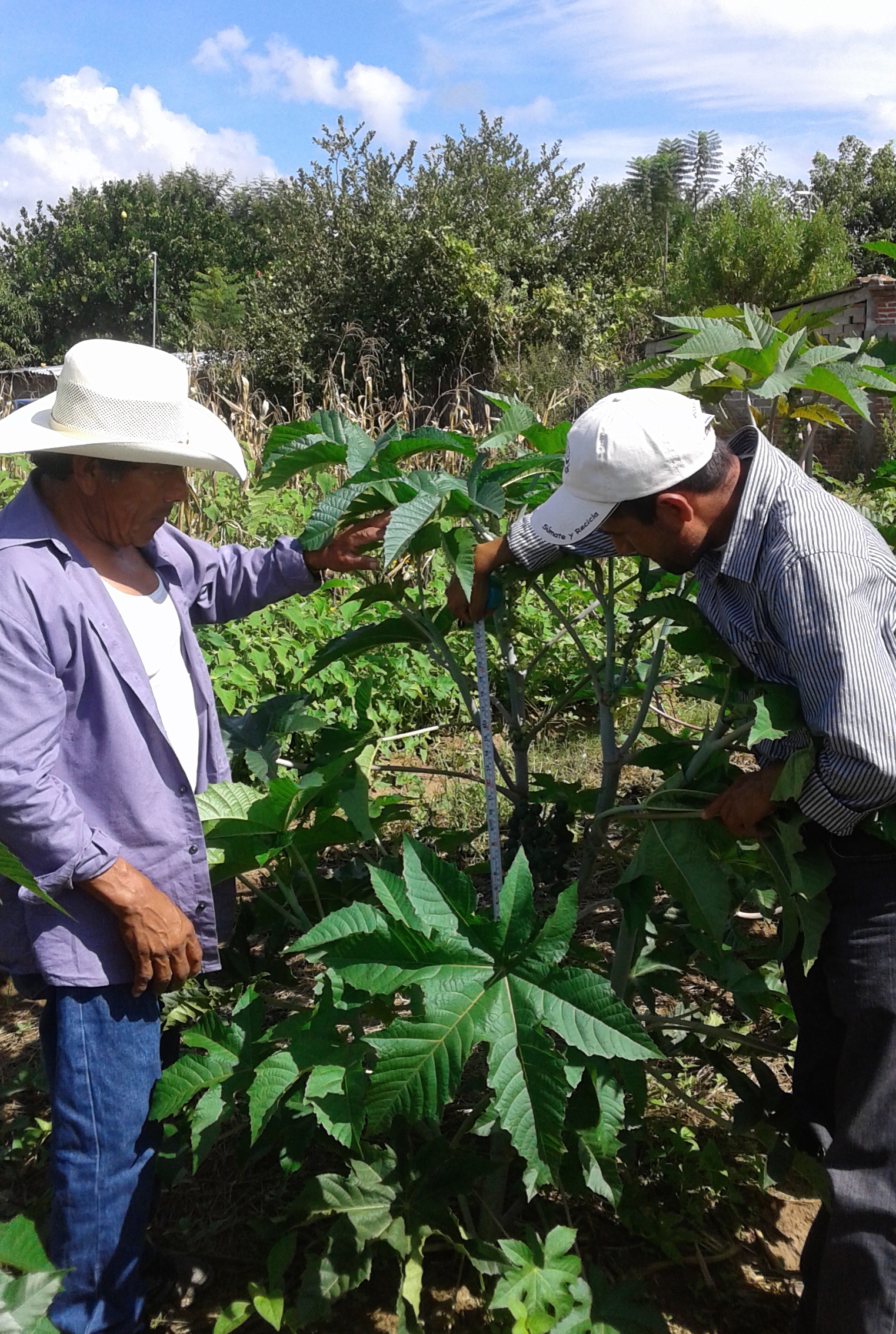 Castor plant for clean energy