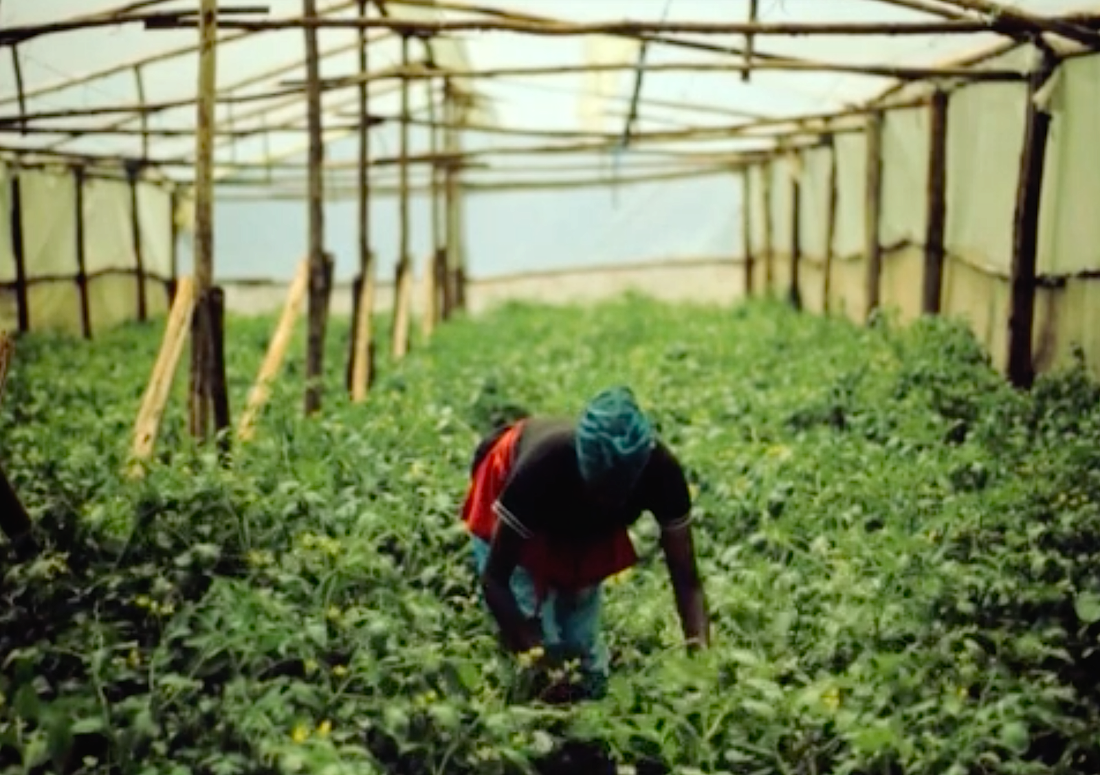 Kenya farming