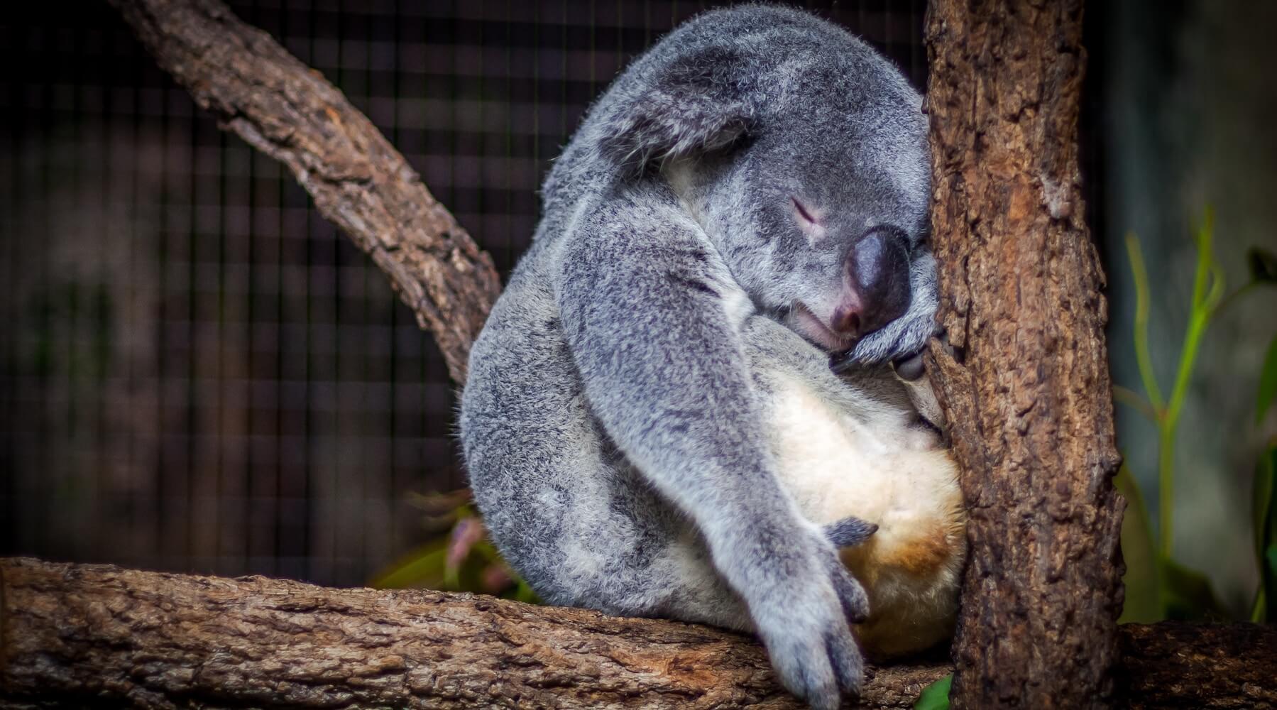 A koala sleeps in a tree