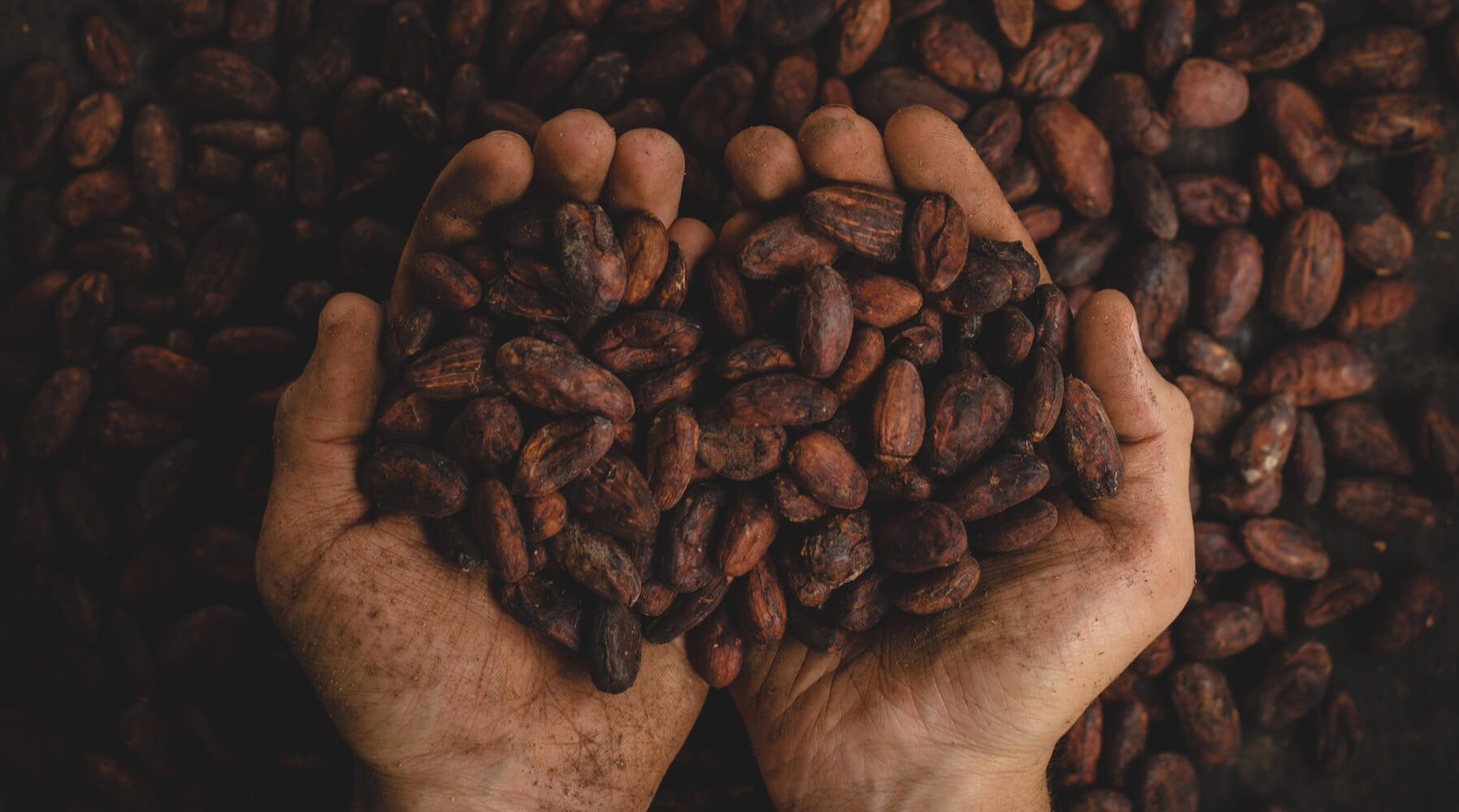 Hands holding cacao
