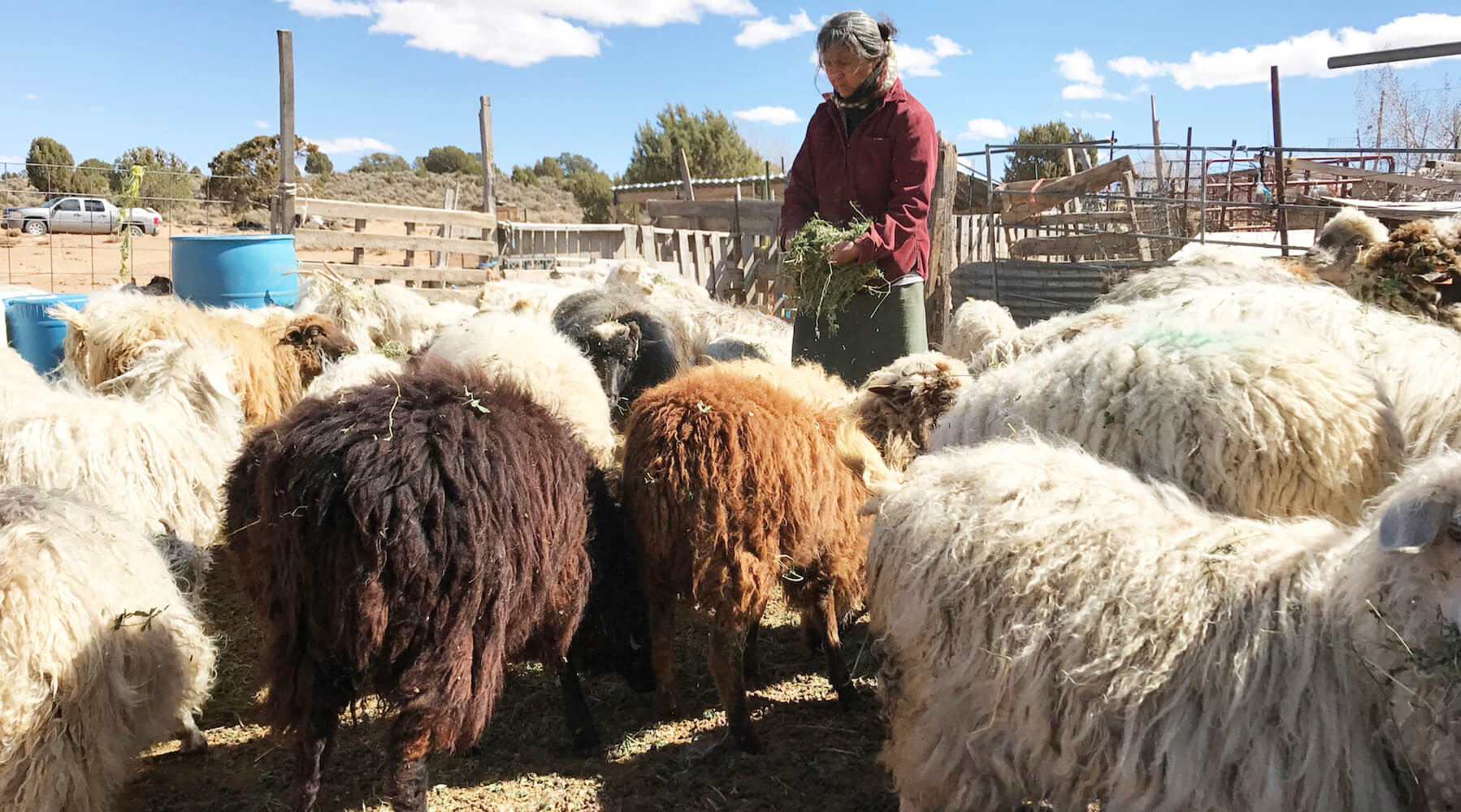 Navajo women herd sheep